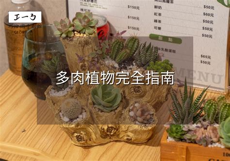 多肉植物|2024年多肉植物完全指南：從挑選技巧到養護秘訣，一次掌握！